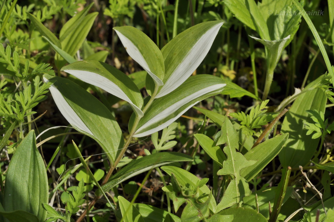 Image of Polygonatum humile specimen.
