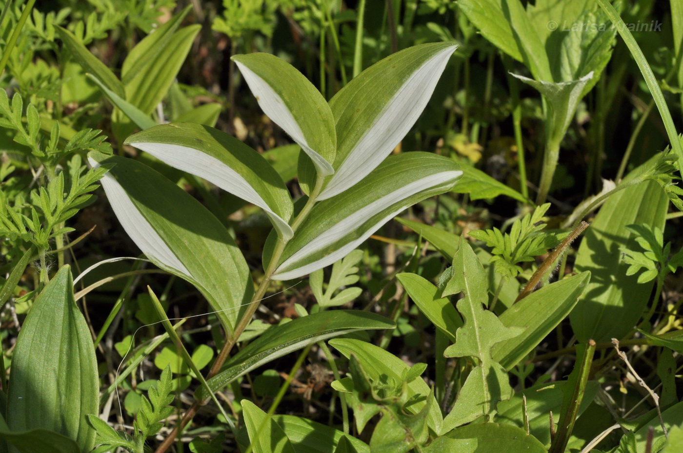 Изображение особи Polygonatum humile.