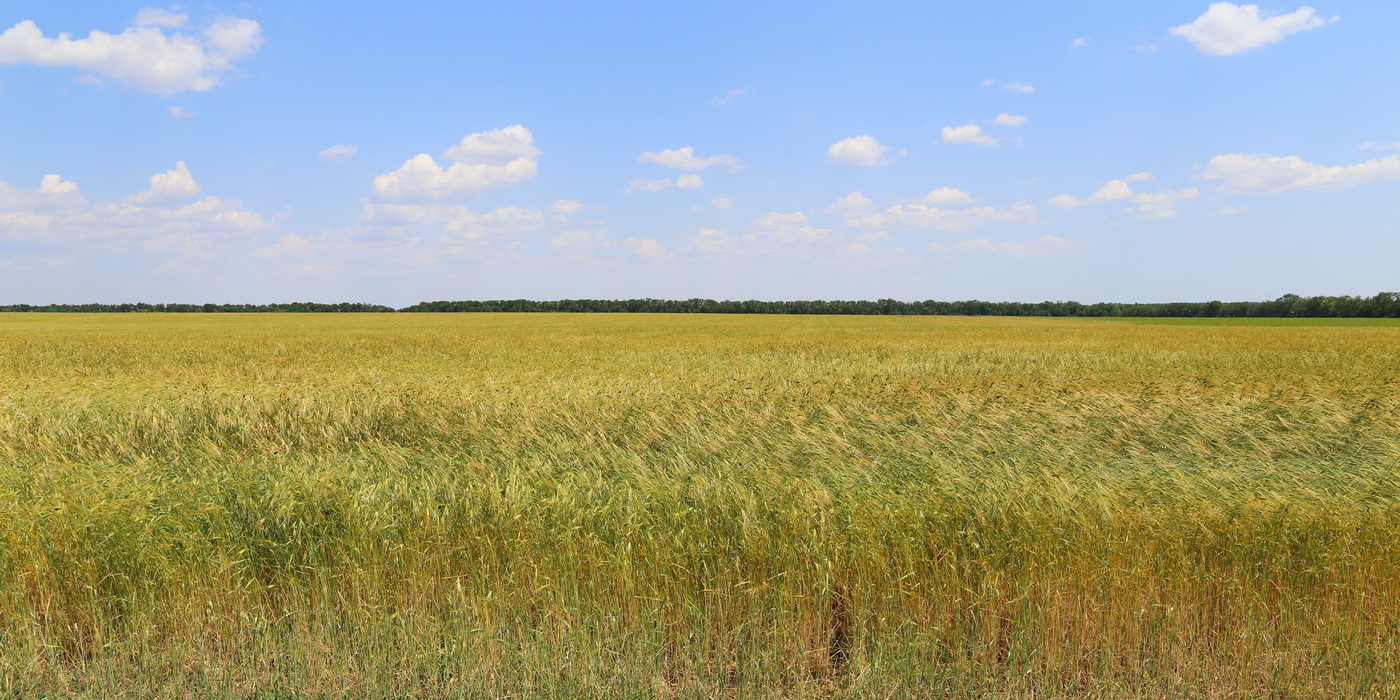 Изображение особи Triticum dicoccum.