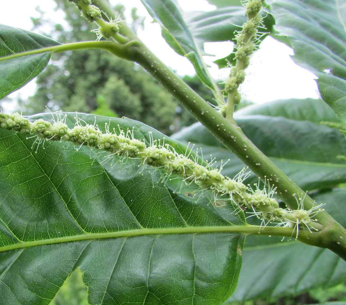 Изображение особи Castanea mollissima.