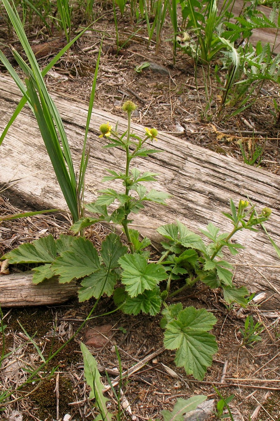 Image of Geum aleppicum specimen.