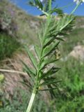 Pyrethrum coccineum