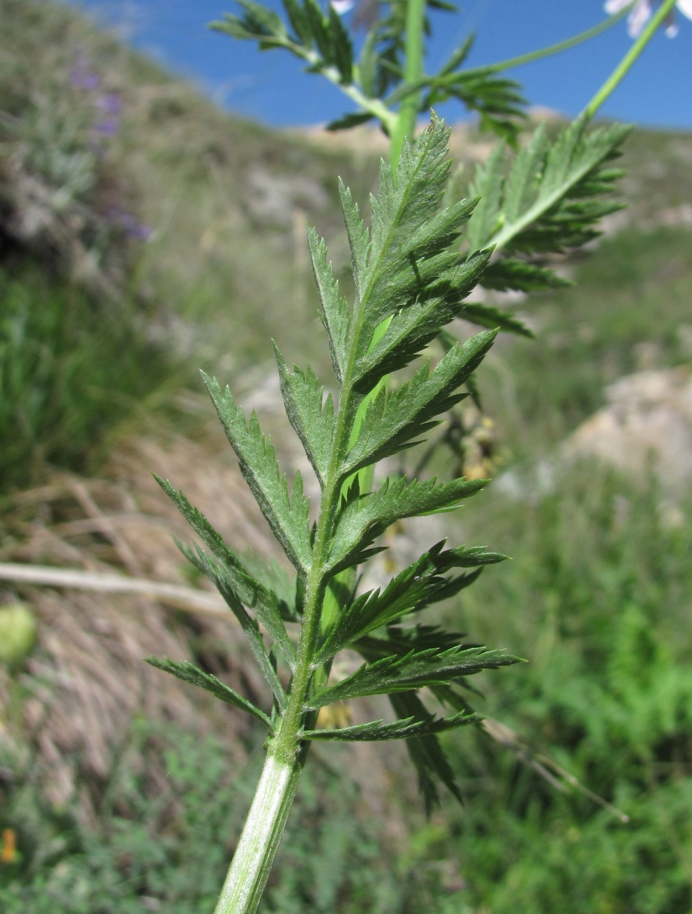 Image of Pyrethrum coccineum specimen.