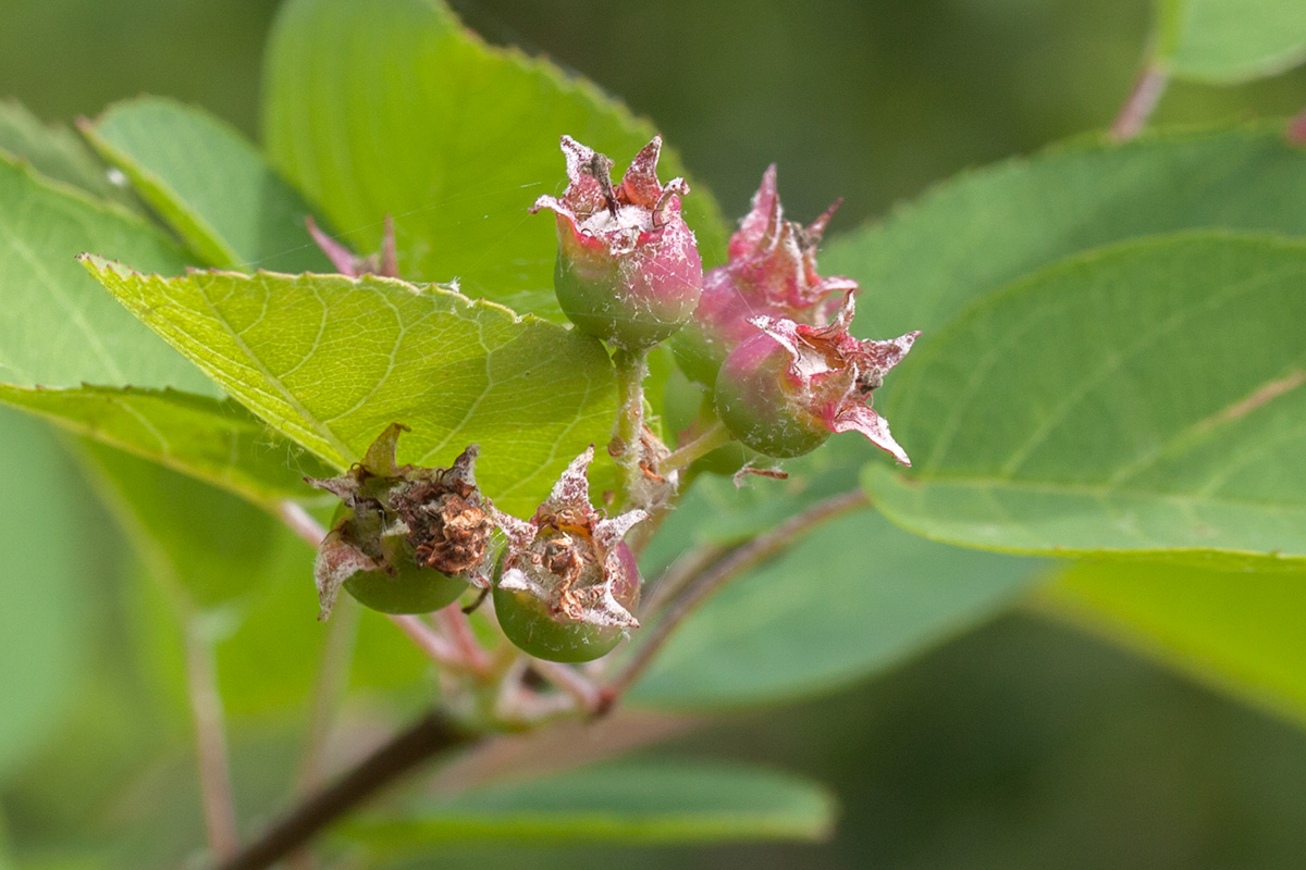 Изображение особи Amelanchier spicata.