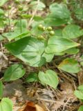 Maianthemum bifolium