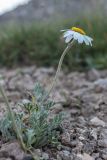 Anthemis saportana. Цветущее растение. Кабардино-Балкария, Эльбрусский р-н, окр. оз. Сылтранкёль, ≈ 3300 м н.у.м., каменная осыпь. 05.08.2019.