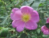 genus Rosa. Цветок. Дагестан, Левашинский р-н, окр. с. Цудахар, ок. 1200 м н.у.м., редколесье на склоне. 11.06.2019.