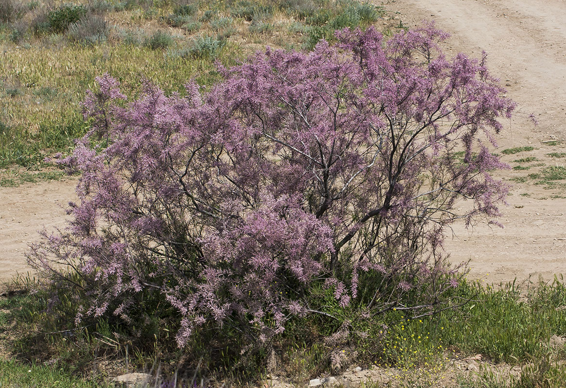 Image of Tamarix ramosissima specimen.