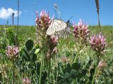 Astragalus platyphyllus. Верхушка цветущего растения с кормящимися бабочками-боярышницами. Казахстан, Джамбулская обл., предгорья Таласского Алатау у левого борта каньона Коксай, ≈ 1800 м н.у.м., предгорная степь на мелкоземах. 7 июня 2019 г.