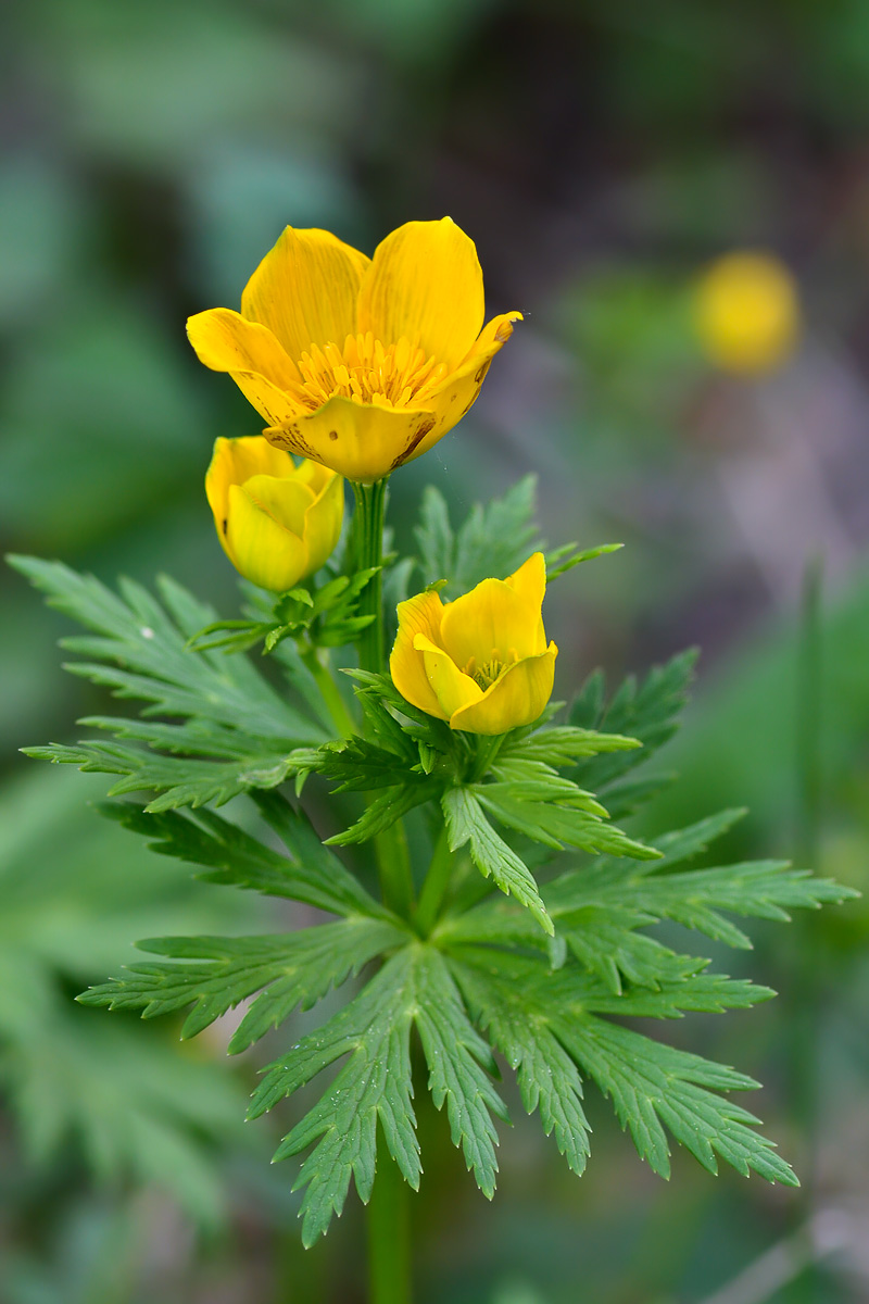 Изображение особи Trollius ranunculinus.