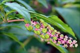 Phytolacca americana