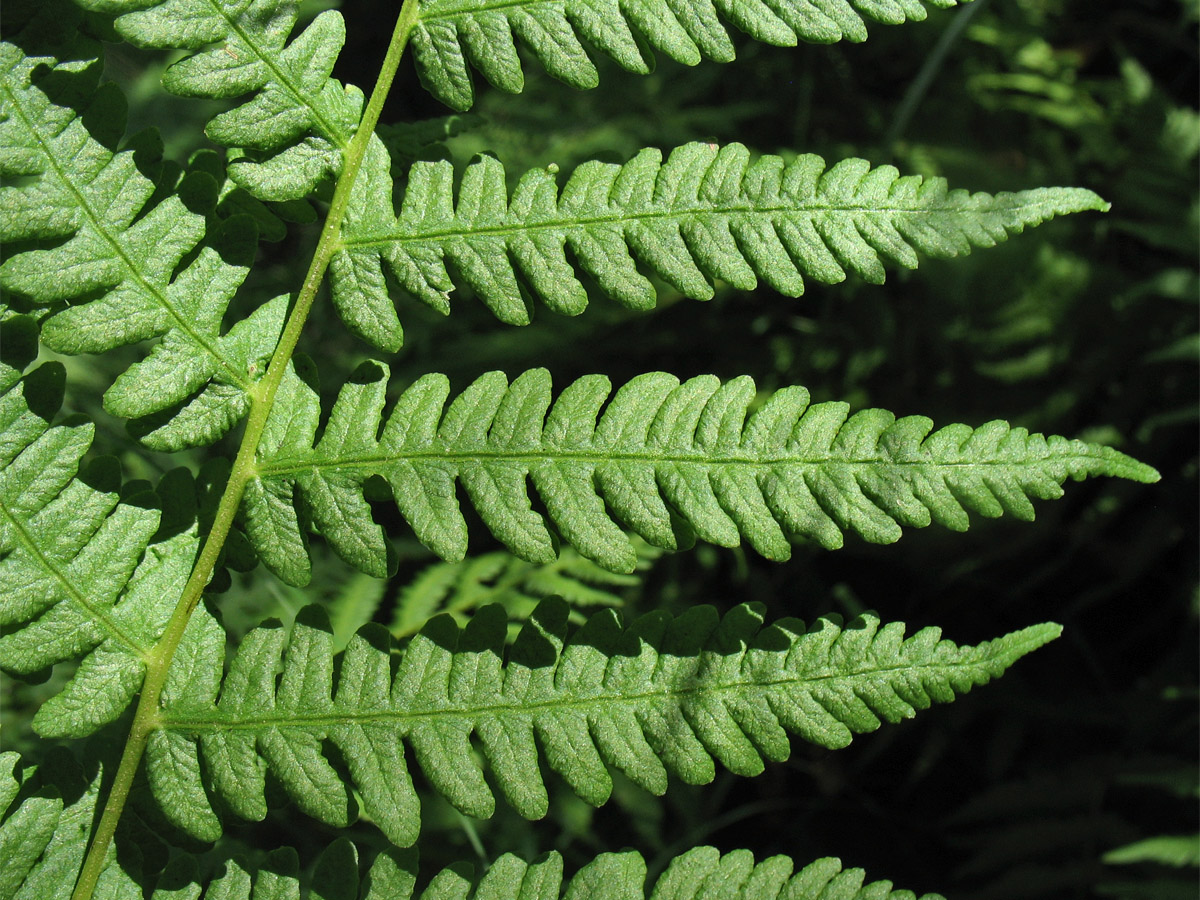 Image of Oreopteris limbosperma specimen.