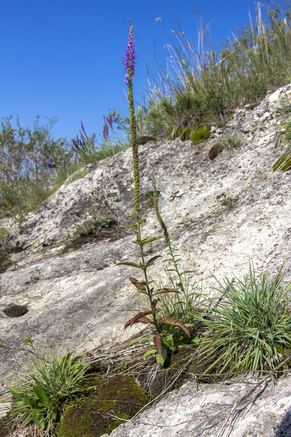 Image of Veronica spicata specimen.