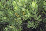 Myrica tomentosa. Верхушки ветвей с соплодиями. Сахалинская обл., Охинский р-н, окр. г. Оха, побережье Охотского моря, юго-западный берег залива Кету (Первая бухта). 24.07.2017.