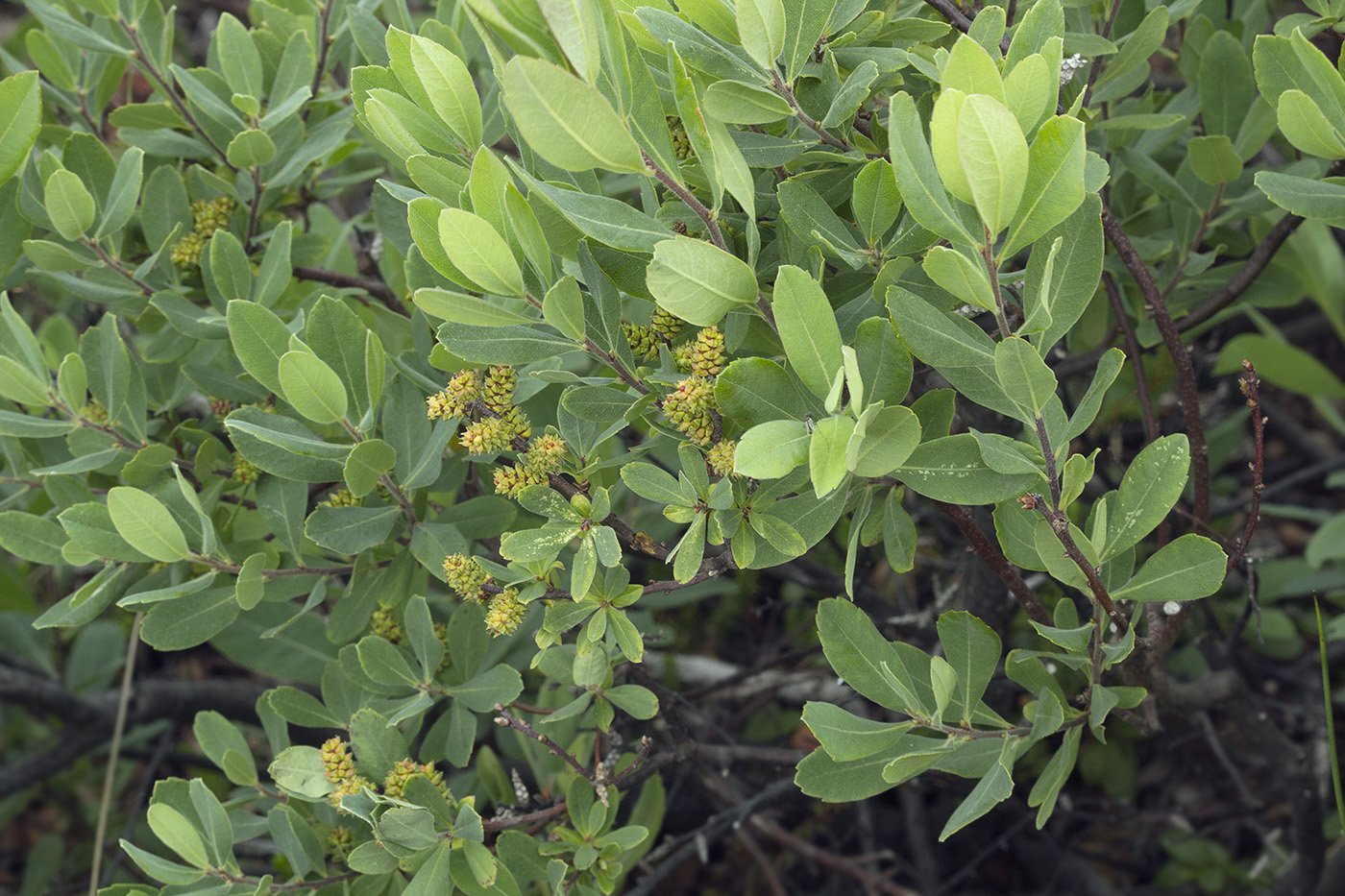 Image of Myrica tomentosa specimen.