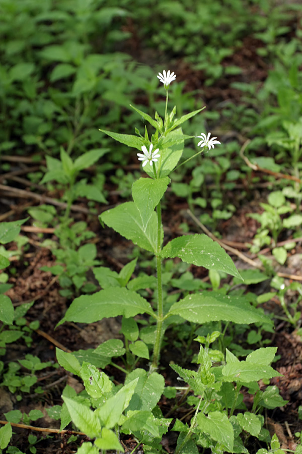 Изображение особи Stellaria nemorum.