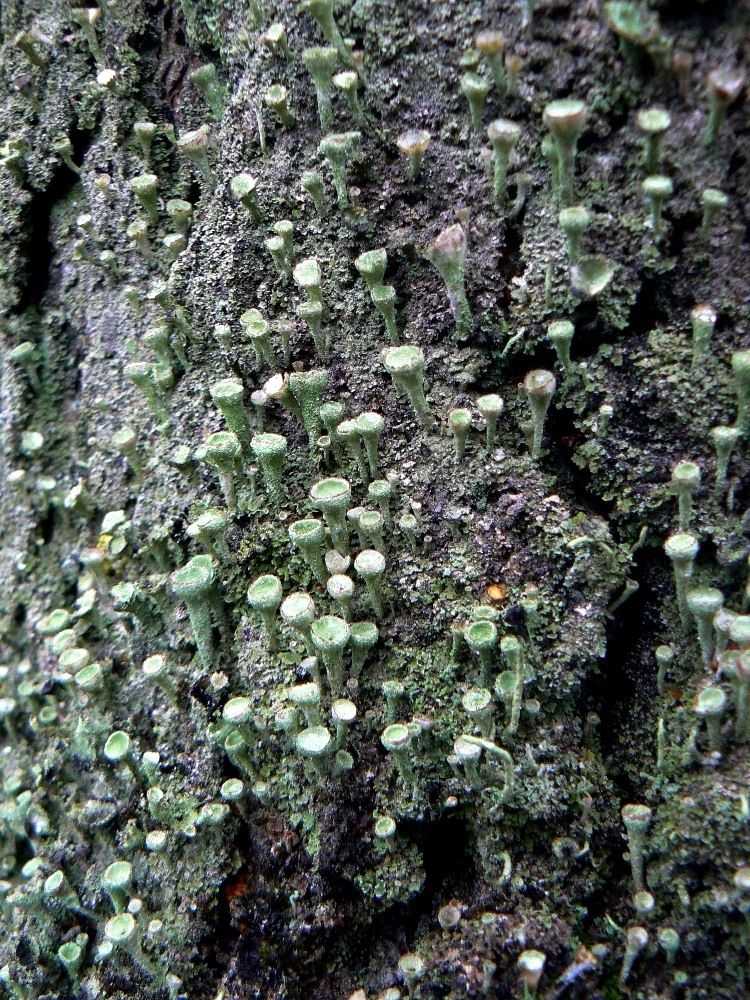 Image of Cladonia fimbriata specimen.