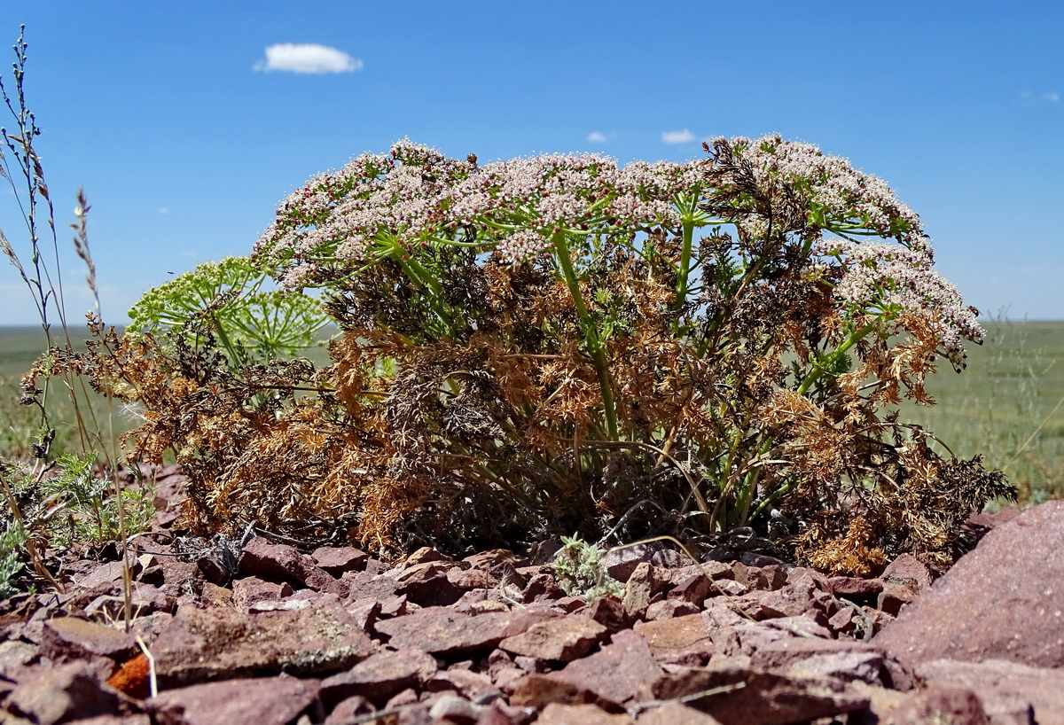 Image of Schrenkia involucrata specimen.