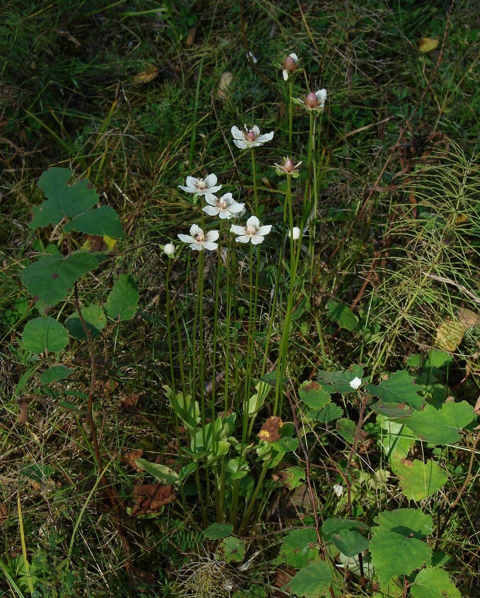 Изображение особи Parnassia palustris.