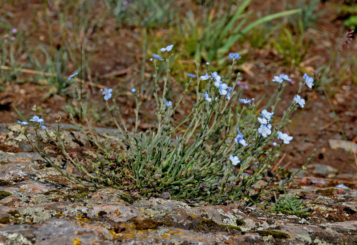 Image of genus Eritrichium specimen.