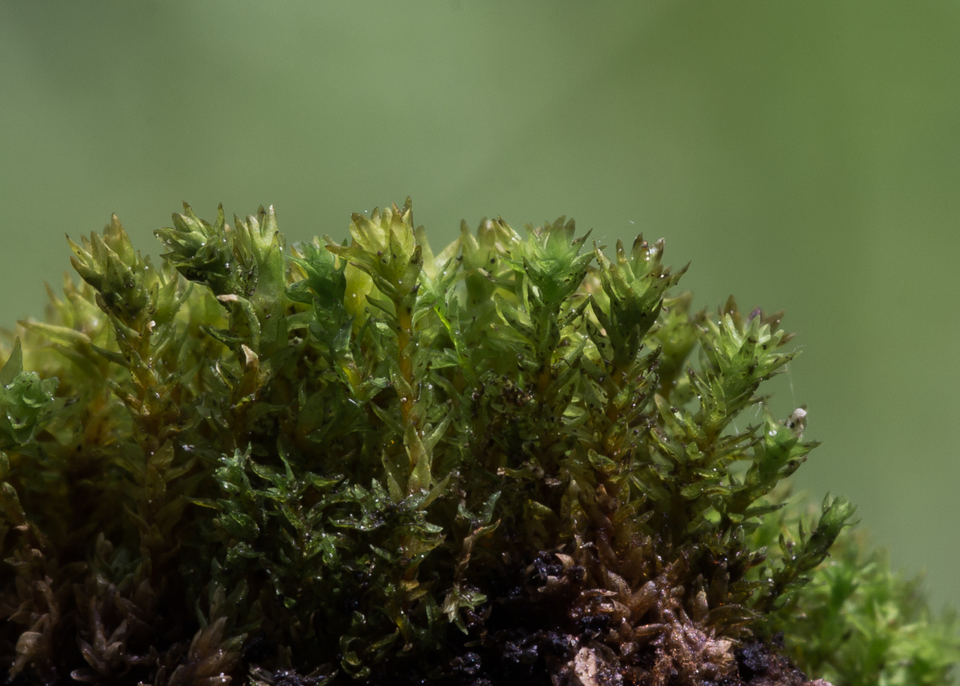 Image of genus Orthotrichum specimen.