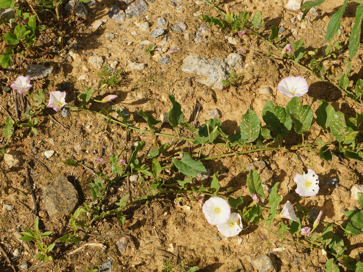 Image of Convolvulus arvensis specimen.