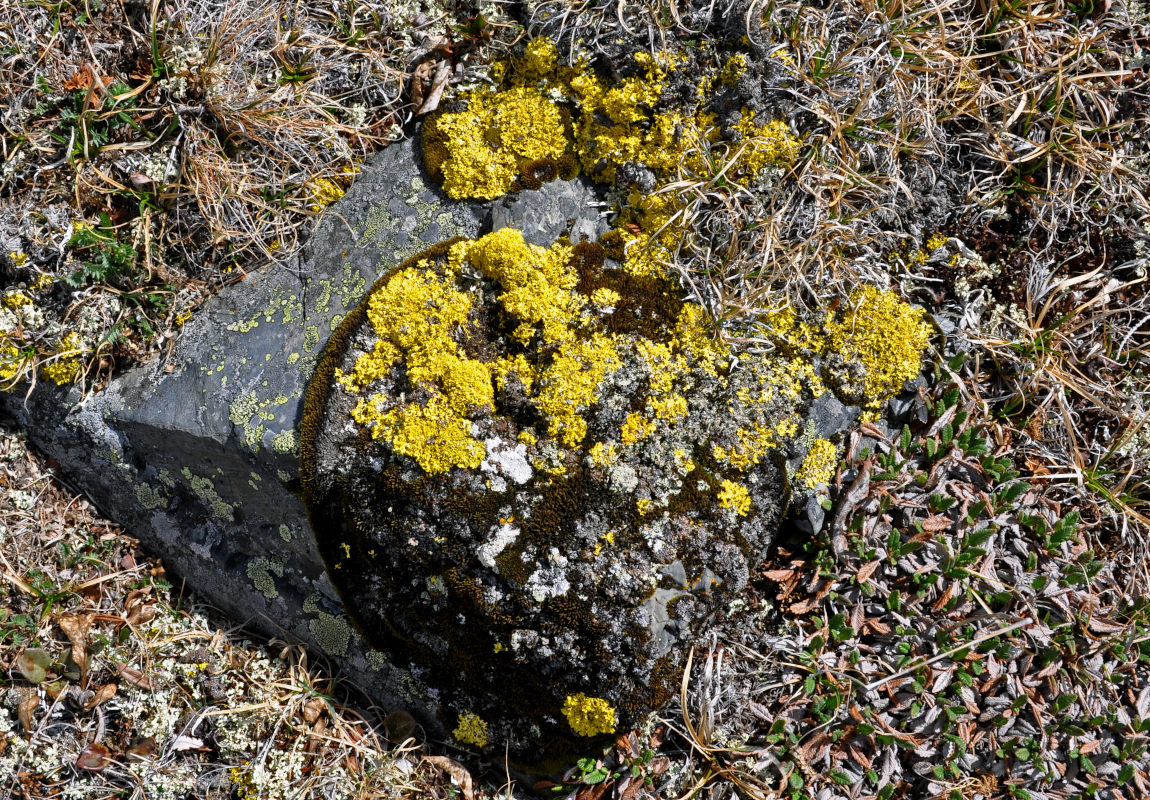 Изображение особи семейство Teloschistaceae.