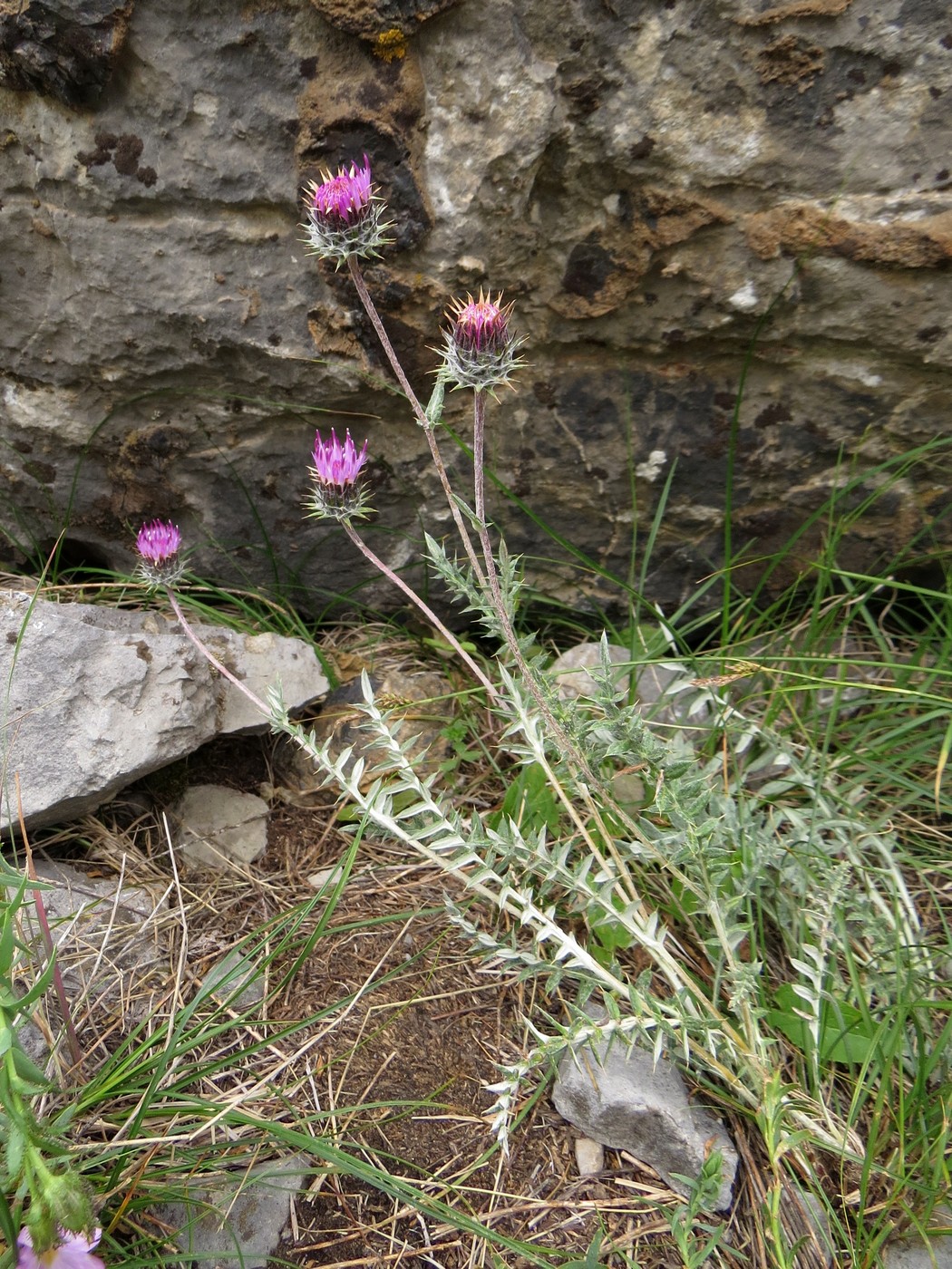 Image of Cousinia bonvalotii specimen.