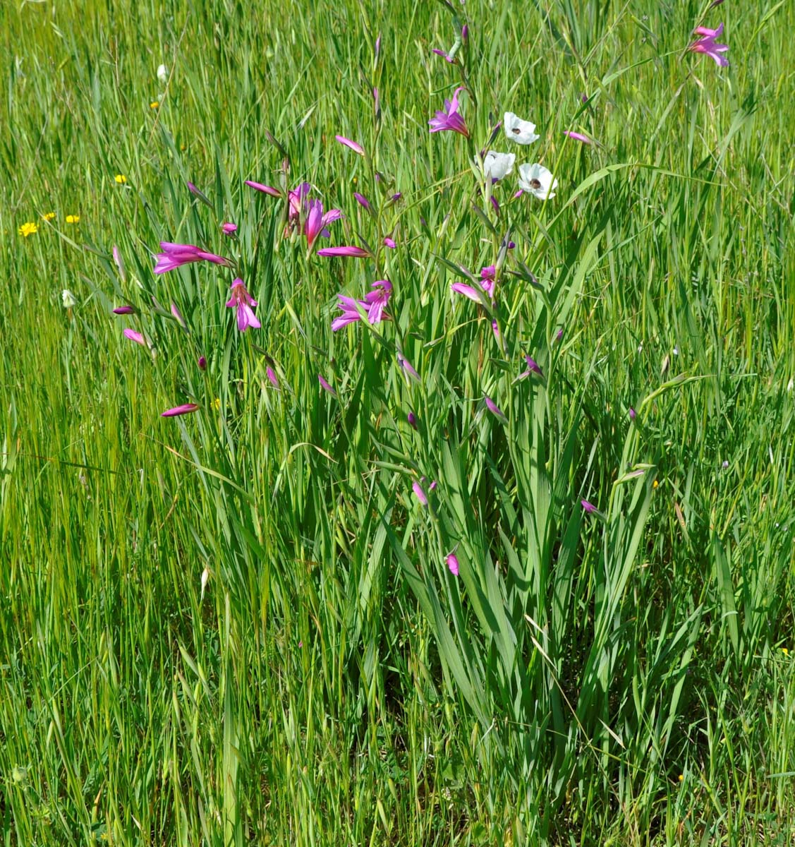 Image of Gladiolus italicus specimen.
