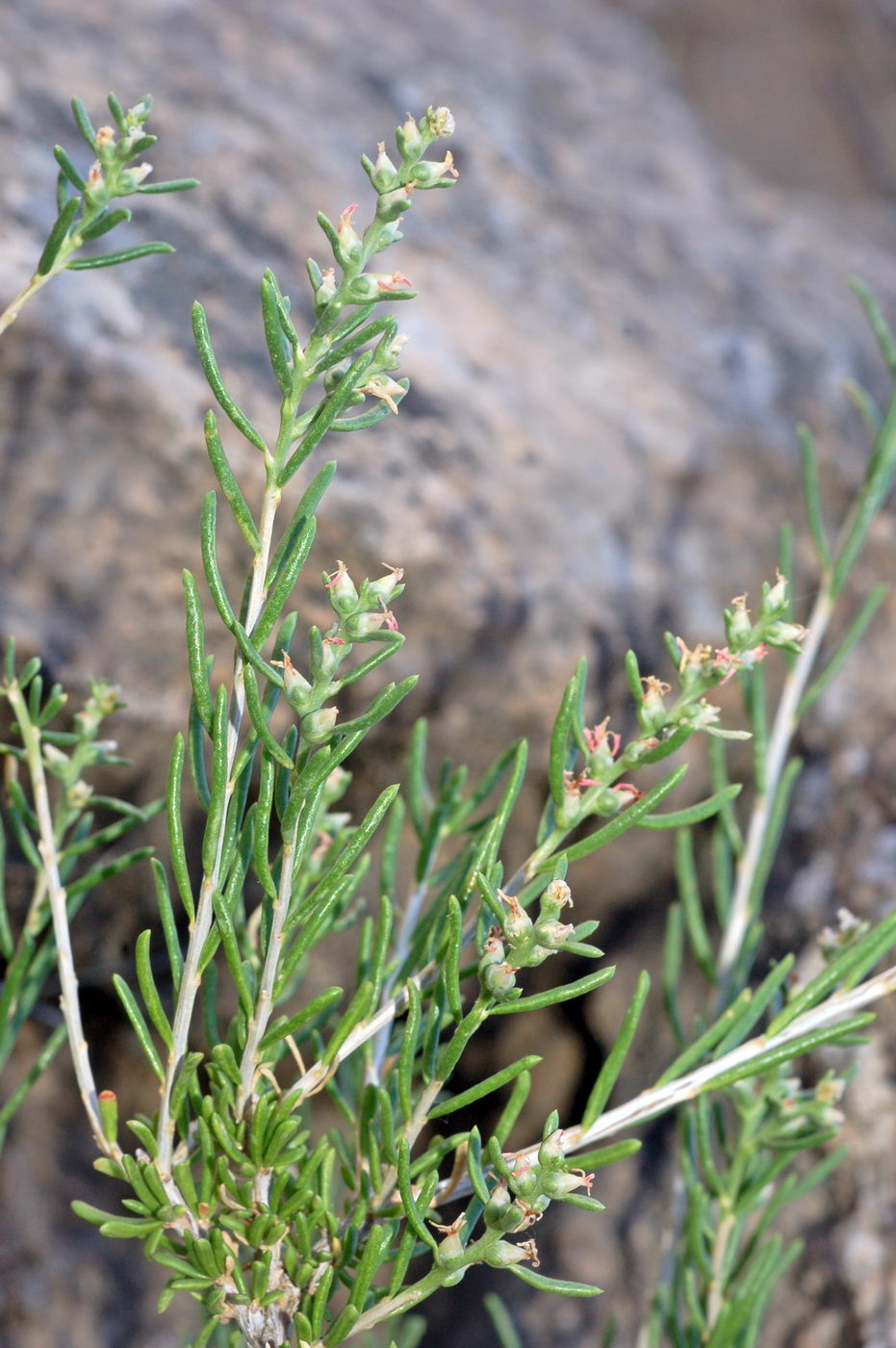 Image of Salsola arbusculiformis specimen.