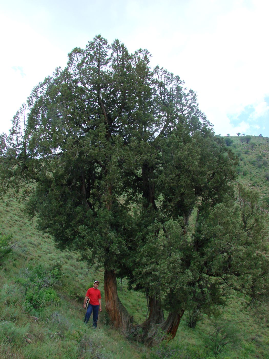 Image of Juniperus seravschanica specimen.