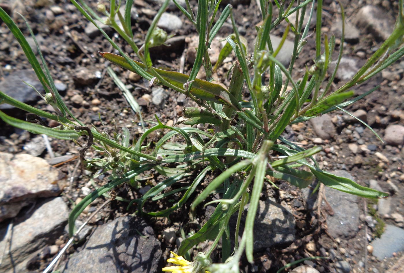 Изображение особи Crepis tectorum.