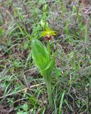 Calanthe tricarinata