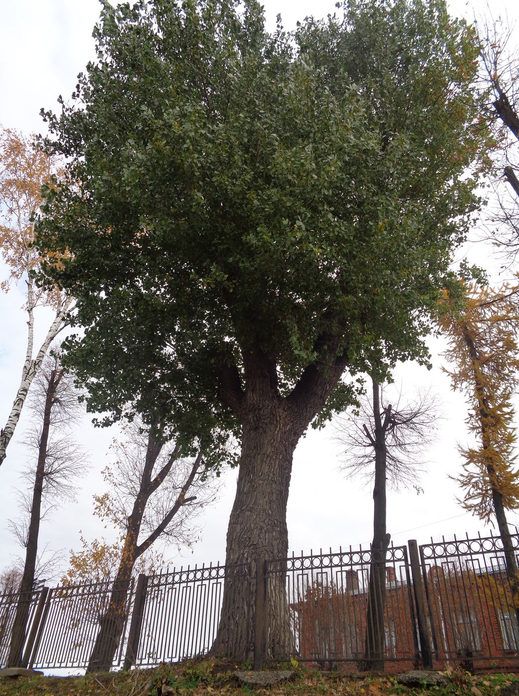 Image of Populus &times; canadensis specimen.