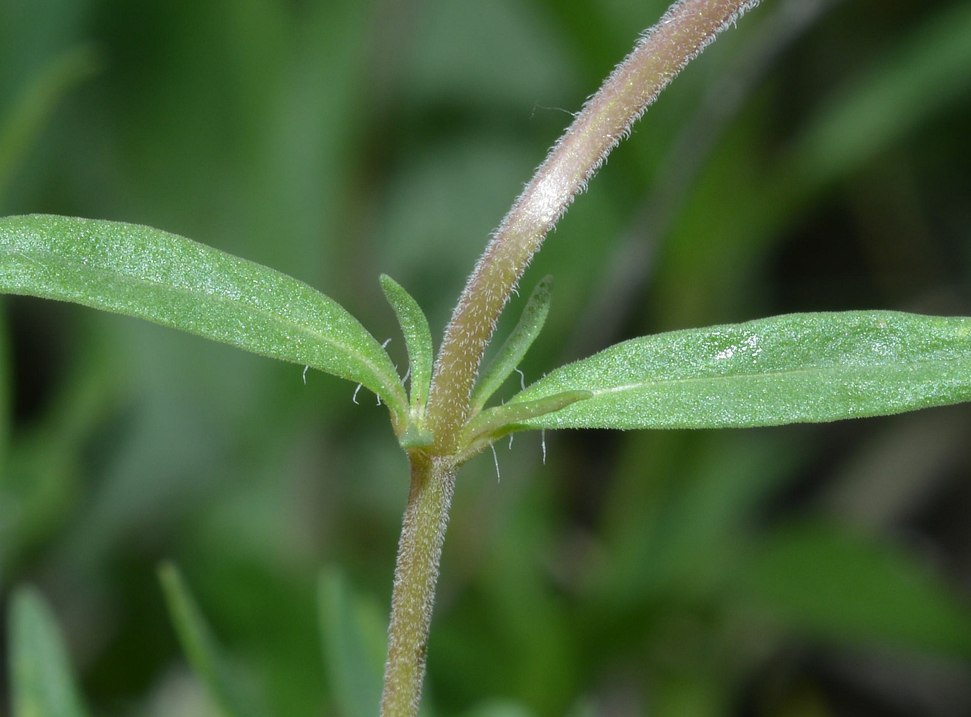 Изображение особи Thymus &times; dimorphus.