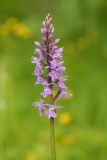 Dactylorhiza fuchsii