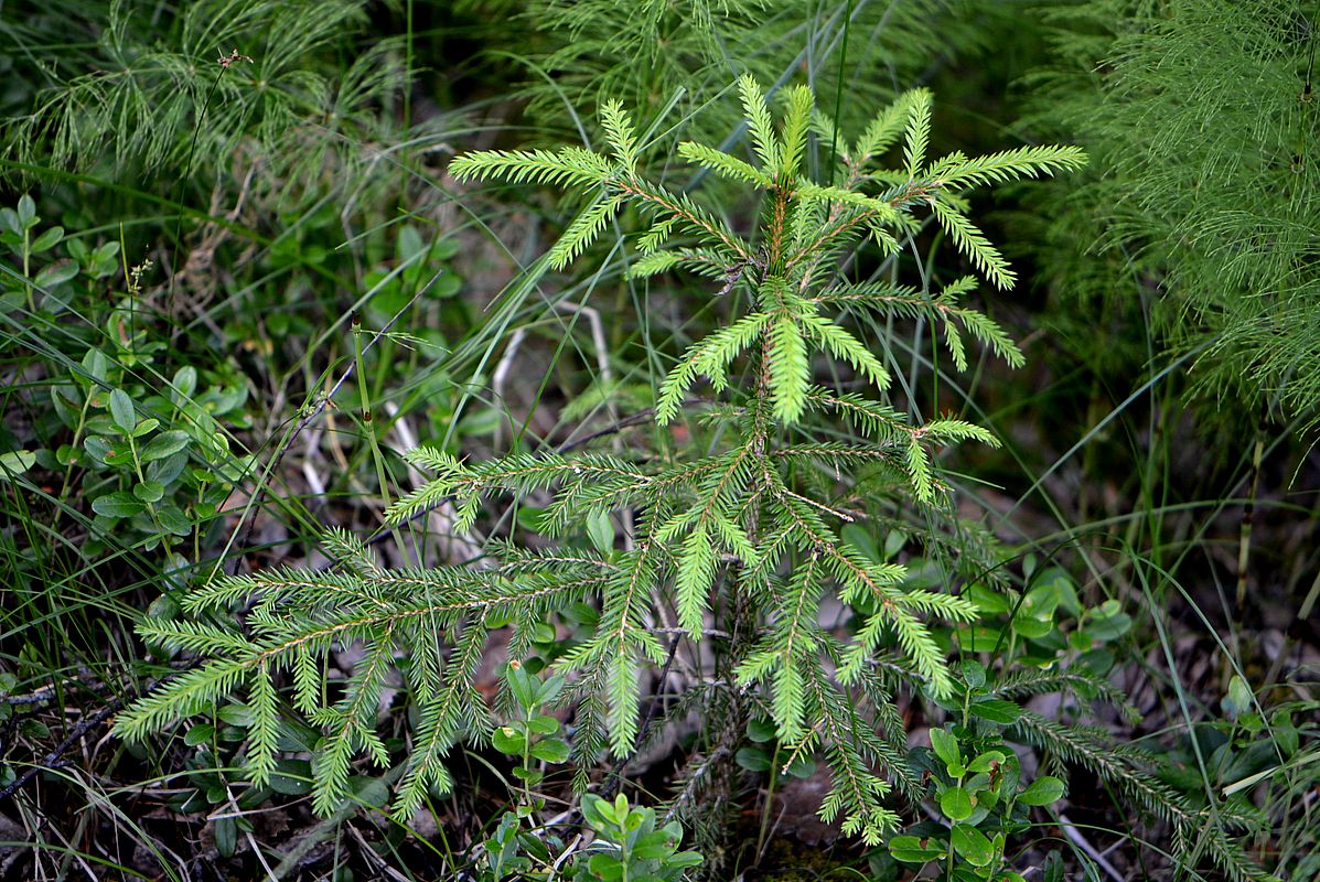 Изображение особи Picea abies.