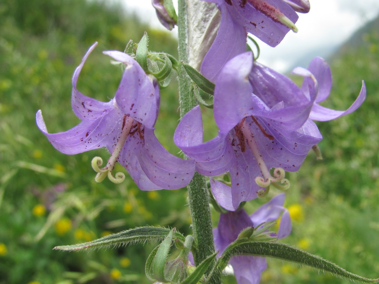 Изображение особи род Campanula.