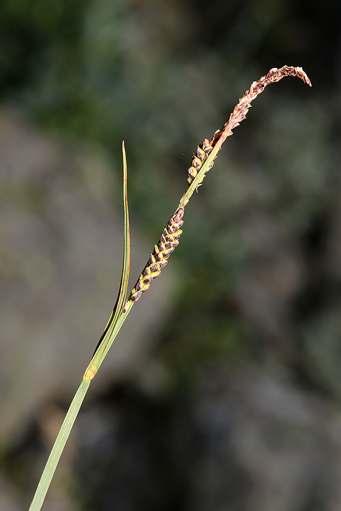 Изображение особи Carex rigidioides.