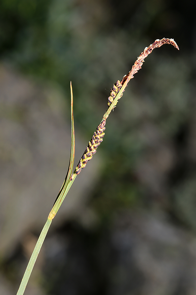 Image of Carex rigidioides specimen.