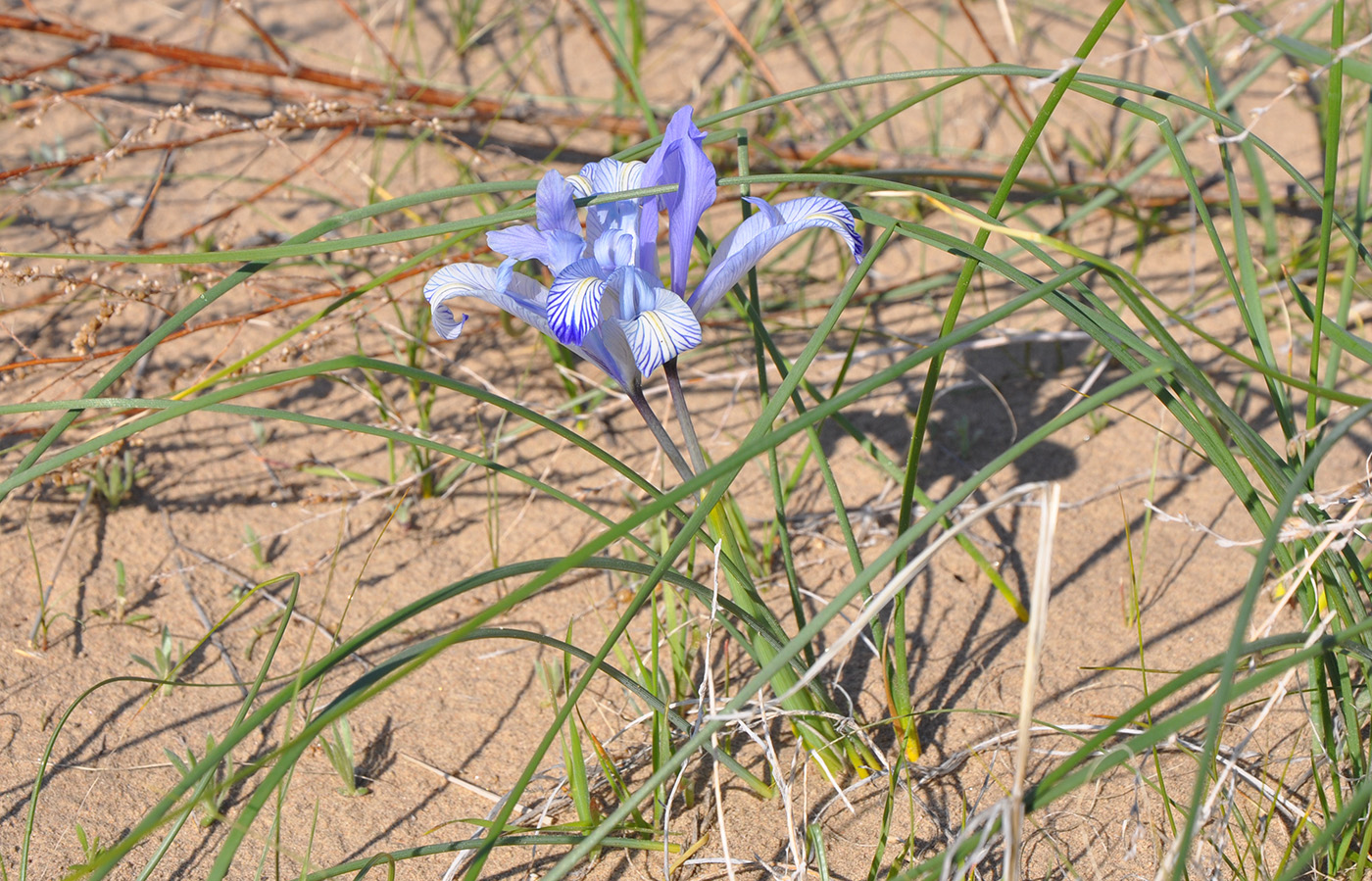 Image of Iris tenuifolia specimen.