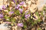 Polygala subspecies rhodopea