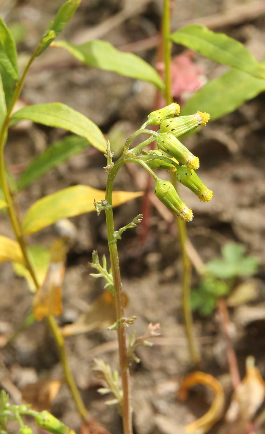 Image of Senecio vulgaris specimen.