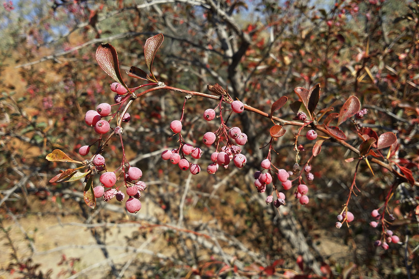 Image of Berberis iliensis specimen.