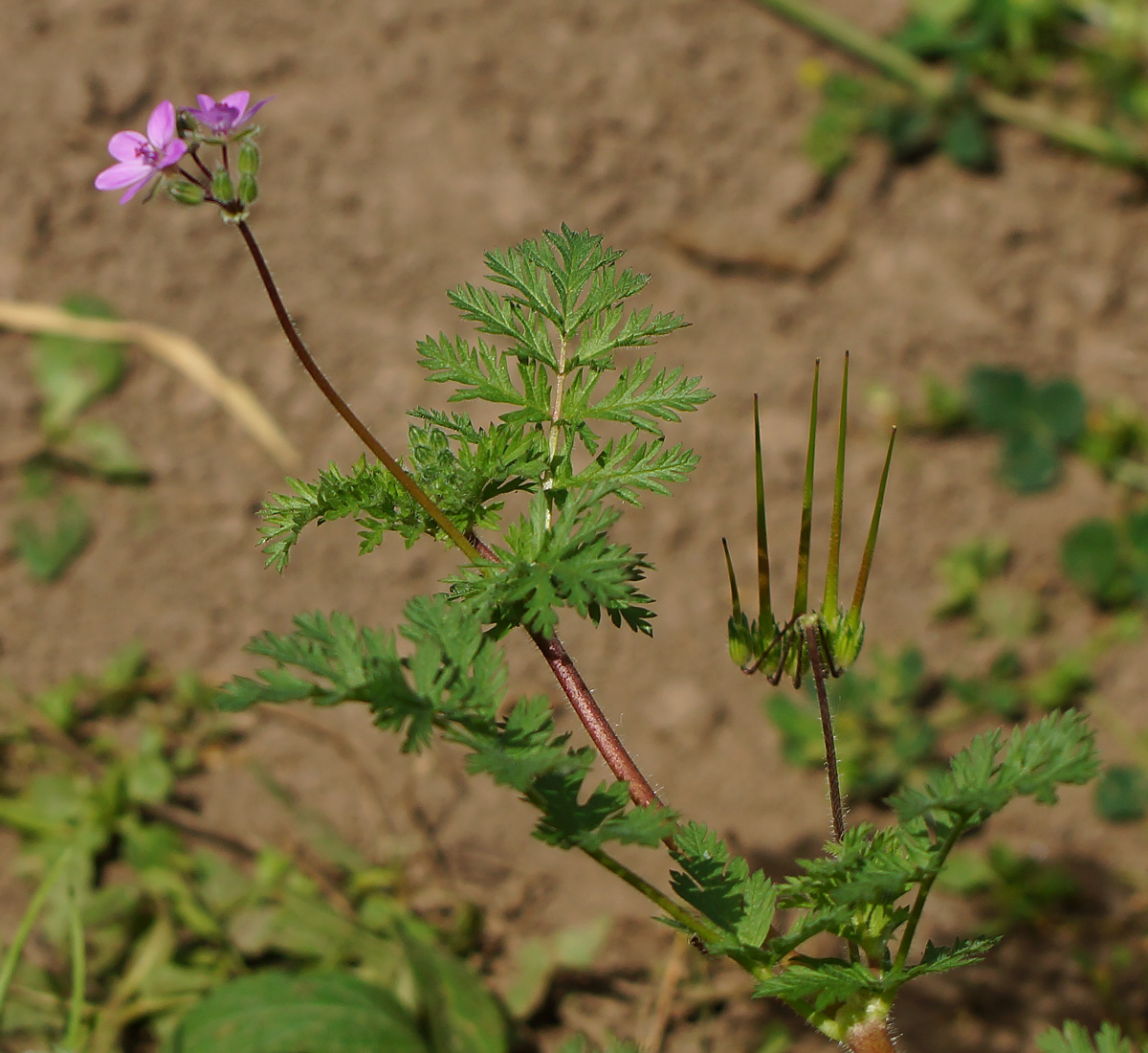 Изображение особи Erodium cicutarium.