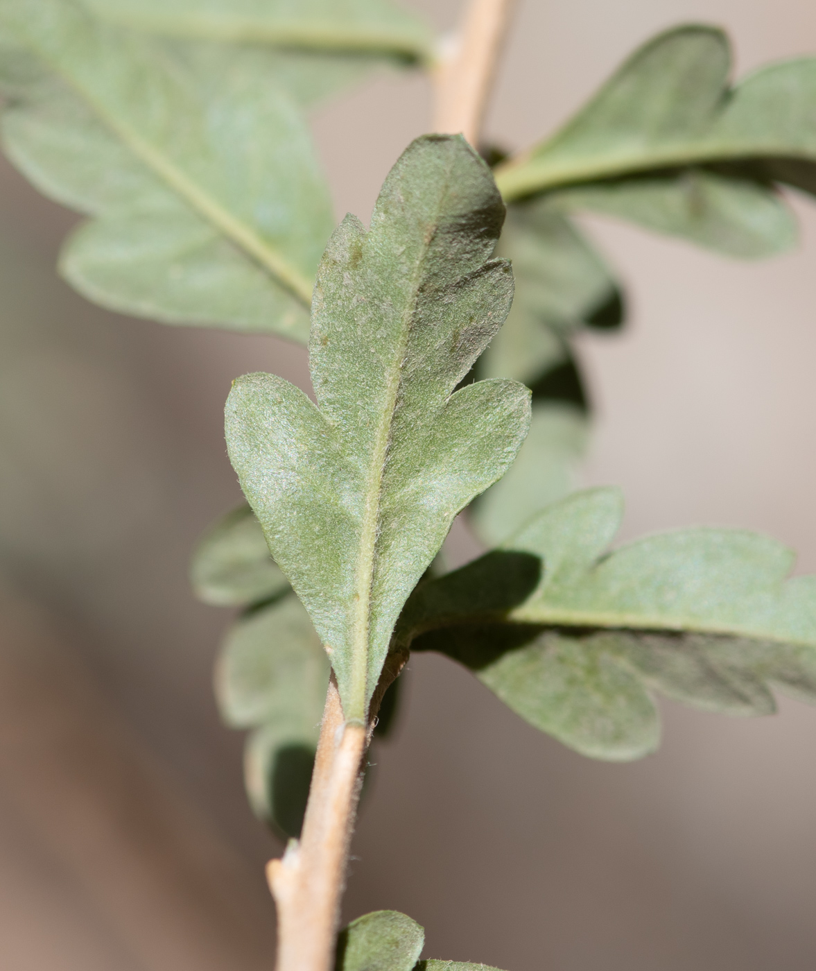 Изображение особи Cantua buxifolia.