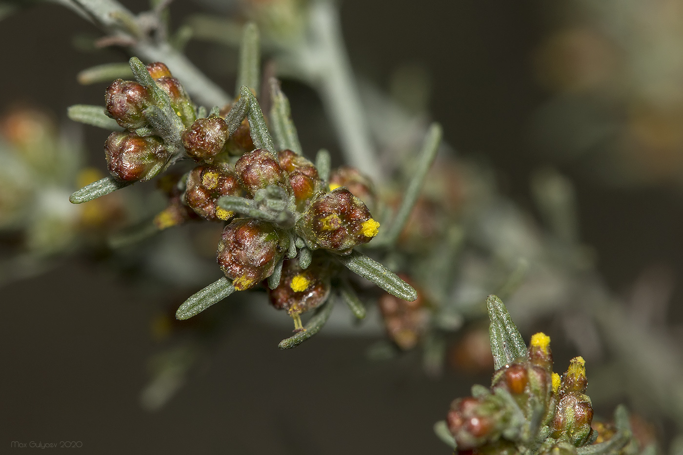 Image of Artemisia taurica specimen.