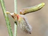 Astragalus namanganicus. Части стеблей с завязавшимся плодом и раскрывающимся цветком (на заднем плане). Узбекистан, Андижанская обл., Андижанский р-н, Ферганская долина, Хаканские адыры. 09.06.2015.