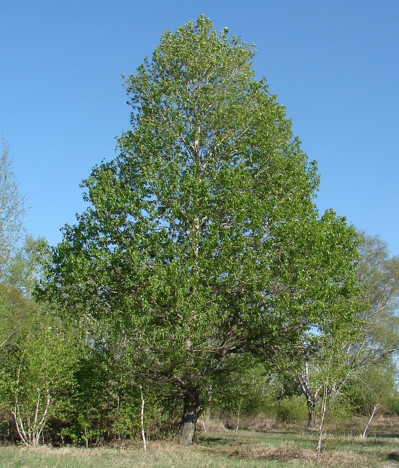 Image of Populus suaveolens specimen.