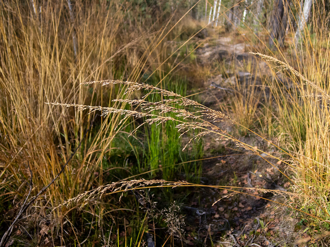 Image of Molinia caerulea specimen.